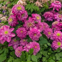 Клематис Kaiser р9