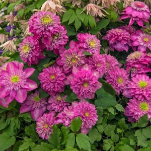 Клематис Kaiser р9