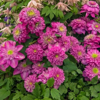 Клематис Kaiser р9