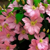 Клематис Little Marmelade p9