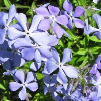 Клематис Mrs.Cholmondeley р9