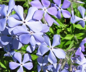 Ліани та плющі