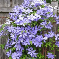 Клематис Mrs.Cholmondeley р9