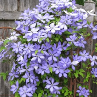 Клематис Mrs.Cholmondeley р9