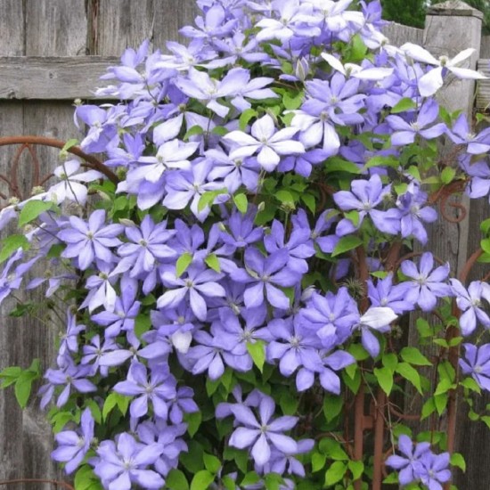 Клематис Mrs.Cholmondeley р9