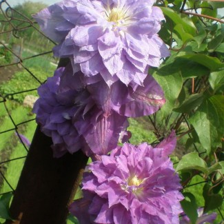 Клематис Proteus р9