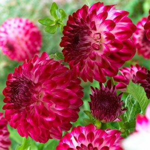 Жоржина Danila Midi Pinta р9