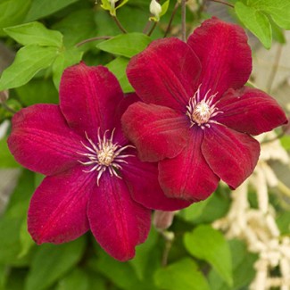 Клематис Rouge Cardinal р9