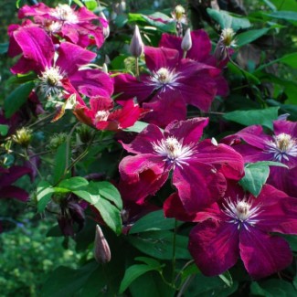 Клематис Rouge Cardinal р9