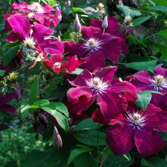 Клематис Rouge Cardinal р9