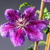 Клематис Temptation р9