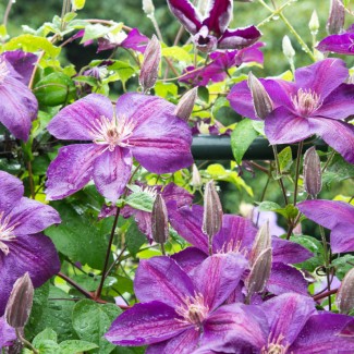 Клематис Temptation р9