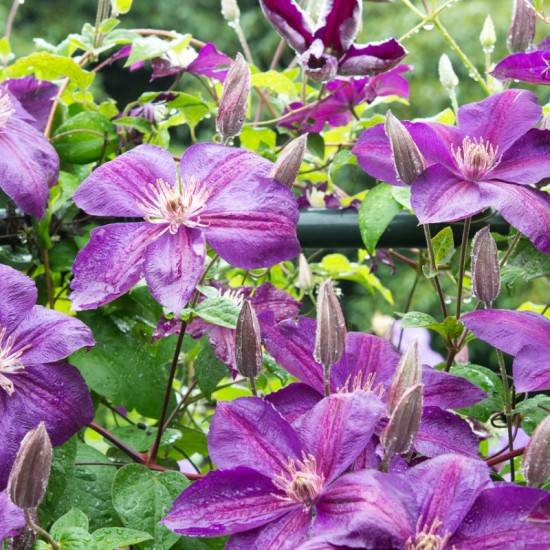Клематис Temptation р9