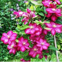 Клематис Vil de lion р9