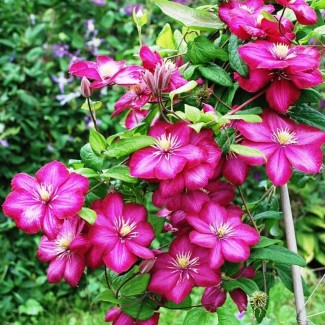 Клематис Vil de lion р9