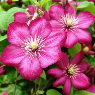 Клематис Vil de lion р9