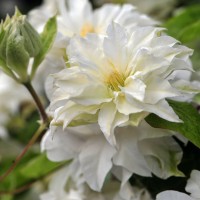 Клематис Yukiokoshi р9