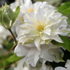 Клематис Yukiokoshi р9