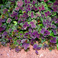 Конюшина Atropurpurea р9