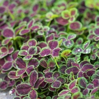 Конюшина Atropurpurea р9