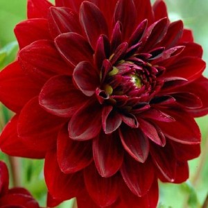 Жоржина Labella Medio Dark Red р9