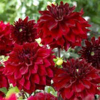 Жоржина Labella Medio Dark Red р9 Жоржина Labella Medio Dark Red р9