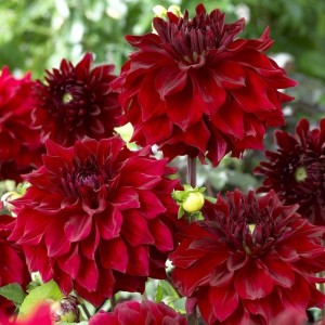 Жоржина Labella Medio Dark Red р9