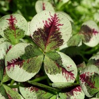 Конюшина повзуча Dragons Blood p9