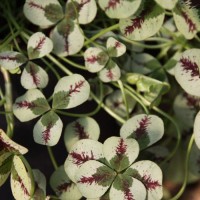 Конюшина повзуча Dragons Blood p9