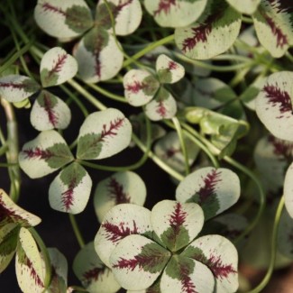 Конюшина повзуча Dragons Blood p9