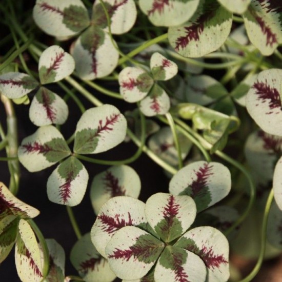 Конюшина повзуча Dragons Blood p9