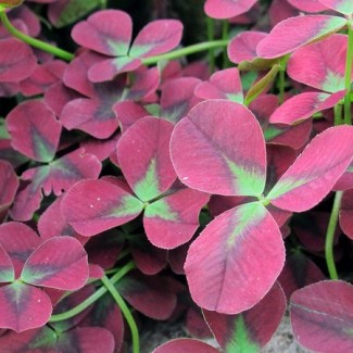 Конюшина повзуча Isabelle p9