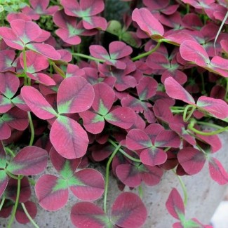 Конюшина повзуча Isabelle p9