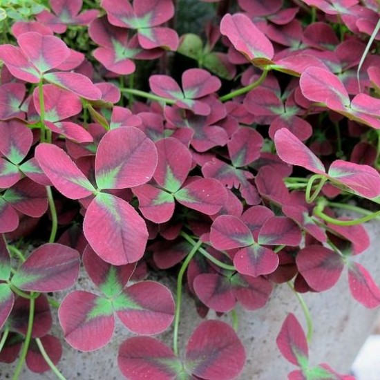 Конюшина повзуча Isabelle p9