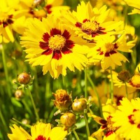 Кореопсис Fools Gold р9