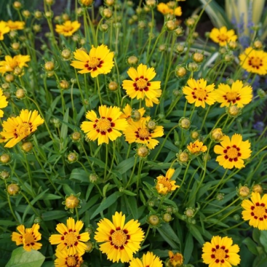 Кореопсис Fools Gold р9