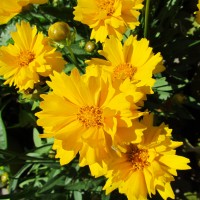 Кореопсис grandiflora Presto р9