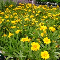 Кореопсис grandiflora Presto р9