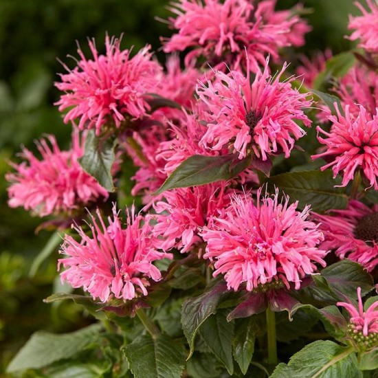 Монарда Bee-Mary р9