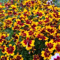 Кореопсис grandiflora Presto р9