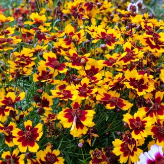 Кореопсис grandiflora Presto р9