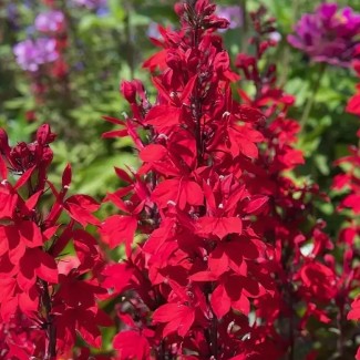 Лобелія Queen Victoria р