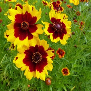Кореопсис grandiflora Presto р9