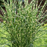 Пеннісетум Zebrina 2 л