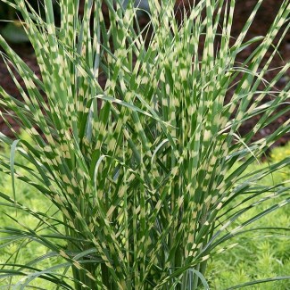 Пеннісетум Zebrina 2 л