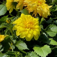 Жоржина Labella Medio Piccolo Lemon р9 Жоржина Labella Medio Piccolo Lemon р9