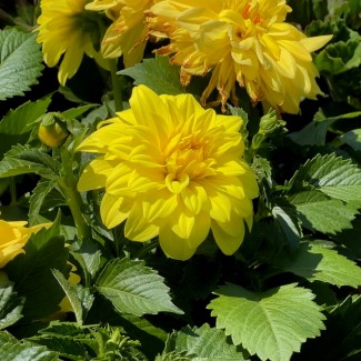 Жоржина Labella Medio Piccolo Lemon р9