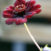 Космос Cherry Chocolate р9