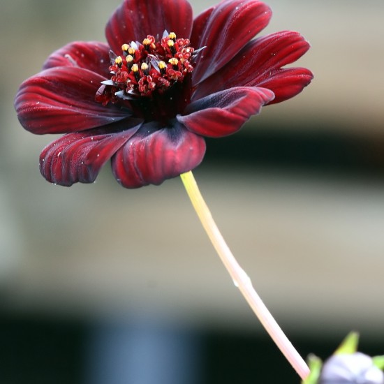 Космос Cherry Chocolate р9