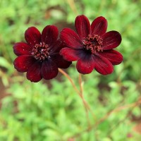 Космос Cherry Chocolate р9